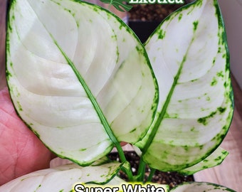 Specialty Aglaonema - Super White Aglaonmena