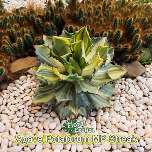 Agave Potatorum MP Variegated - Stunning Streak / Solid Variegation - Small Clumping Agave - Ornamental Agave - Free US Shipping