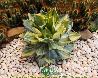 Variegated Agave Potatorum - MP Streak Ornamental Clumping Agave - Etsy