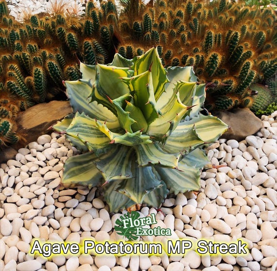 Variegated Agave Potatorum - MP Streak Ornamental Clumping Agave - Etsy.de
