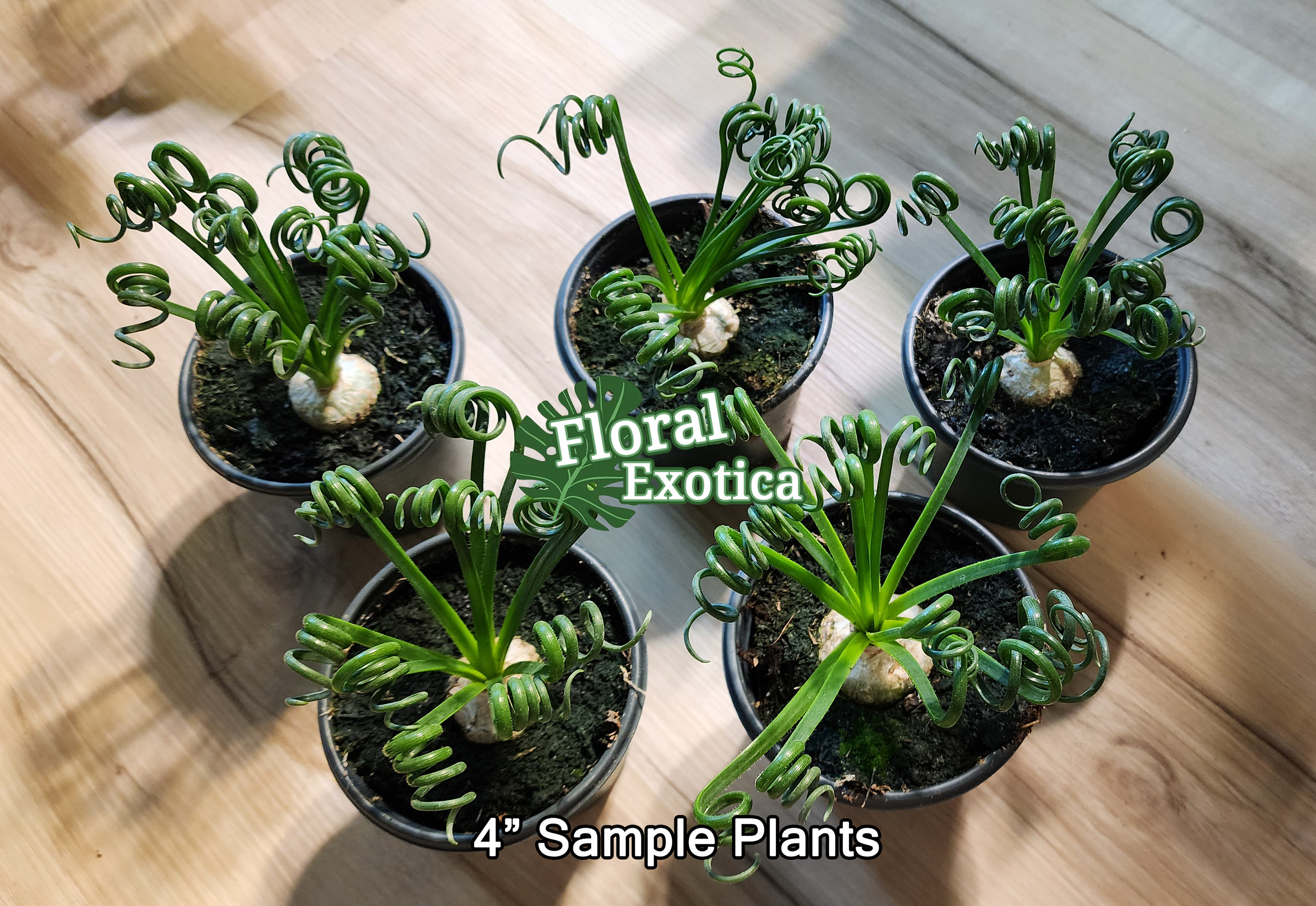 シペリウジウム　カルルム　【蘭科アツモリ草属】シンガポールラッフル Albuca Spiralis - Frizzle Sizzle - Curly Grass with Yellow Scented