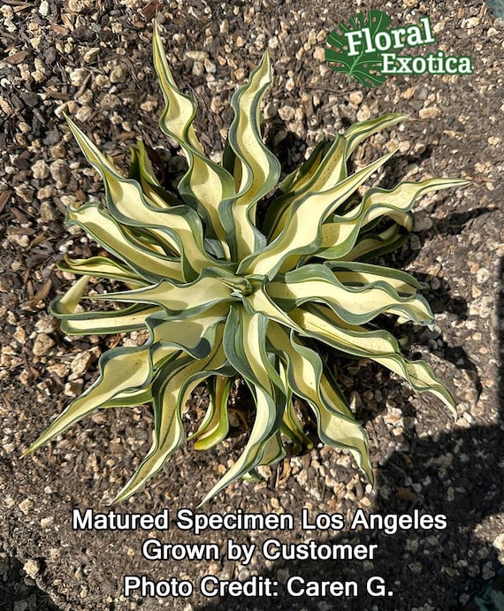 Variegated Agave Desmetiana: MP Collector Agave, 