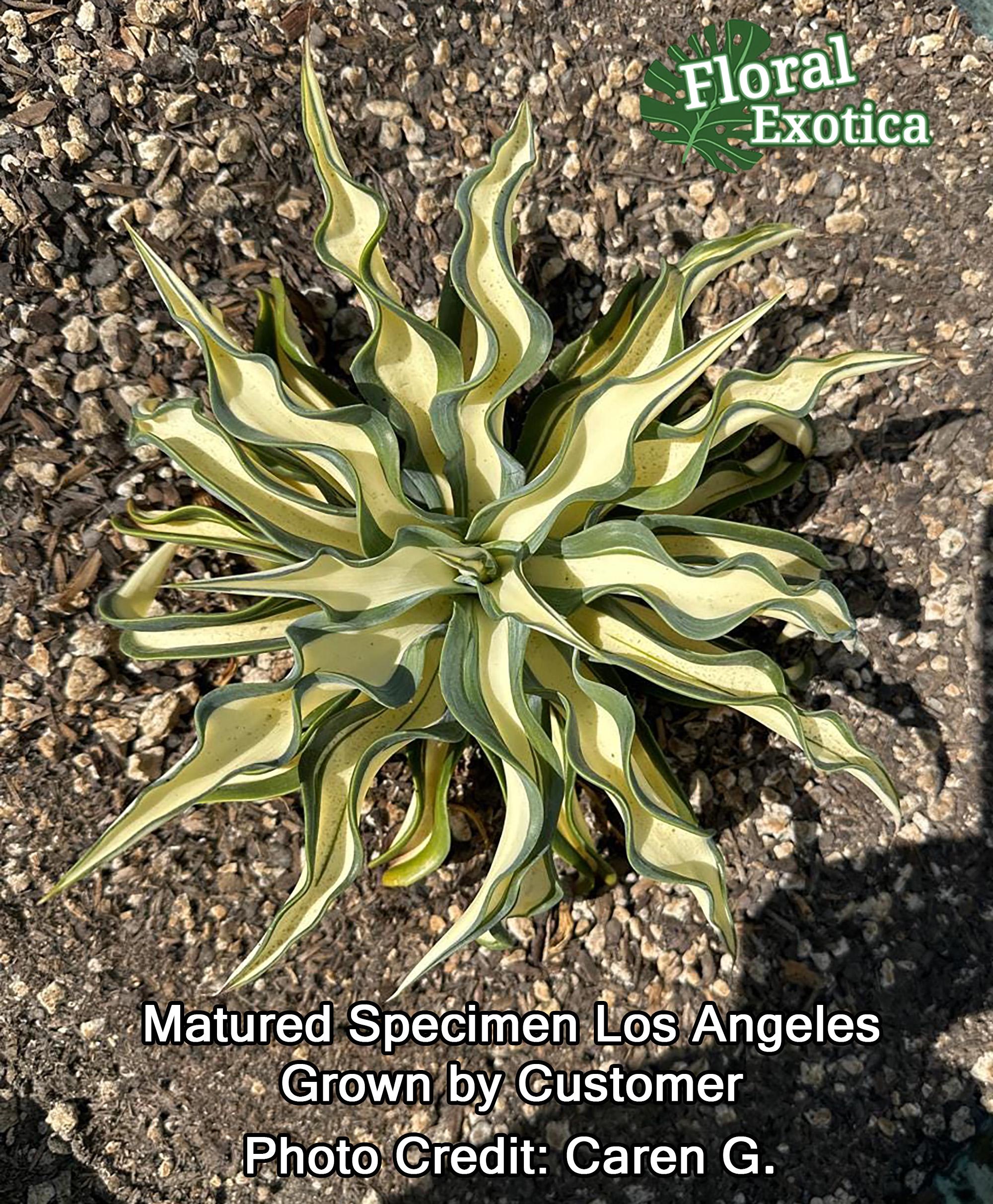 Variegated Agave Desmetiana: MP Collector Agave, 