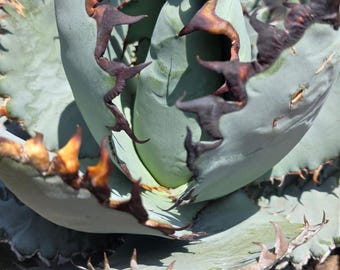 Titanota 