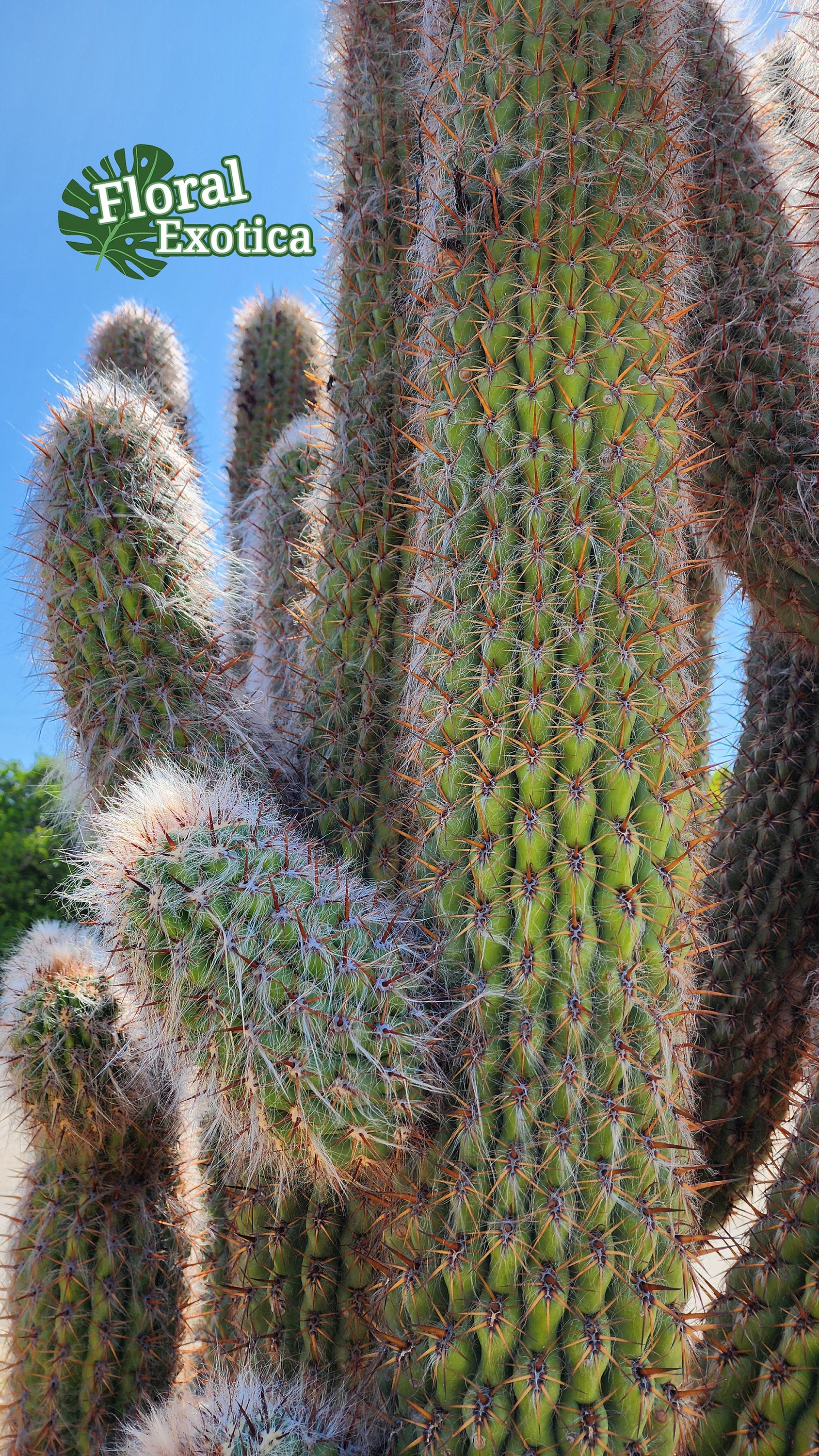 Oreocereus Celsianus Cactus – Old Man of Andes, Orange Spines With