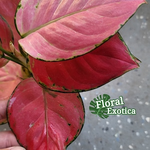 Specialty Aglaonema - Super Pink Aglaonema - Introductory Offer