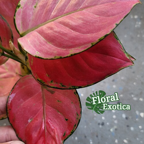 Specialty Aglaonema - Super Pink Aglaonema - Introductory Offer