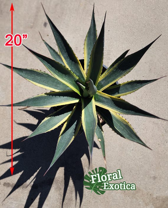 Agave Shawii Variegated - US Stock - 植物検疫証明書付きで出