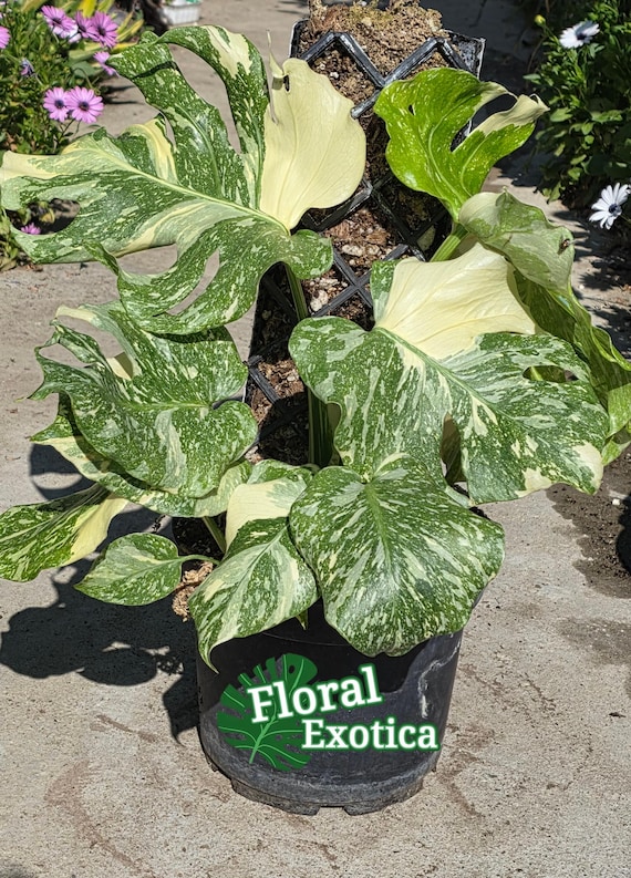 philodendron soil mix Philodendron Soil Mix - Custom Soil
