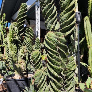 Large Forbessi &#39;Spiralis&#39; - Spiral Cactus - Premium Grade Rare Cactus - Fast US Shipping