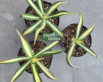 Agave Salmiana var. Ferox Mediopicata 'Alex' - アアガベ サルミアナ