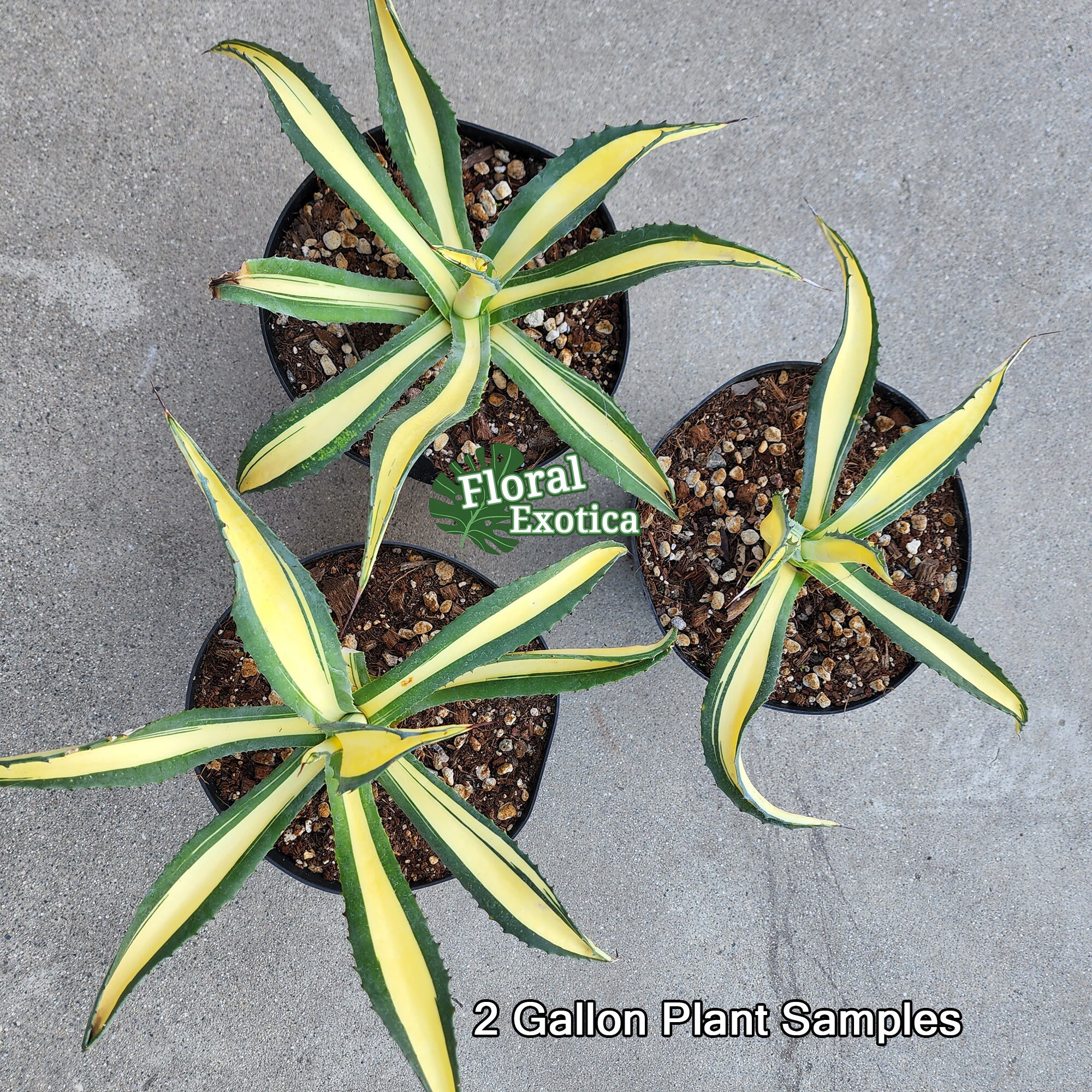 Agave Salmiana var. Ferox Mediopicata 'Alex' - アアガベ サルミアナ