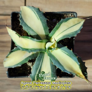 Agave Parrasana Mediopicta - アガベパラサナメディオピクタ- 賴光中斑 - 龍舌蘭専門店 - Specialty Agave Shop - US Stock Shipping Internationally