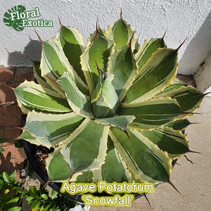 Agave potatorum &#39;Snowfall&#39; - Oggetto da collezione di qualità premium - Stock USA - Produzione obsoleta