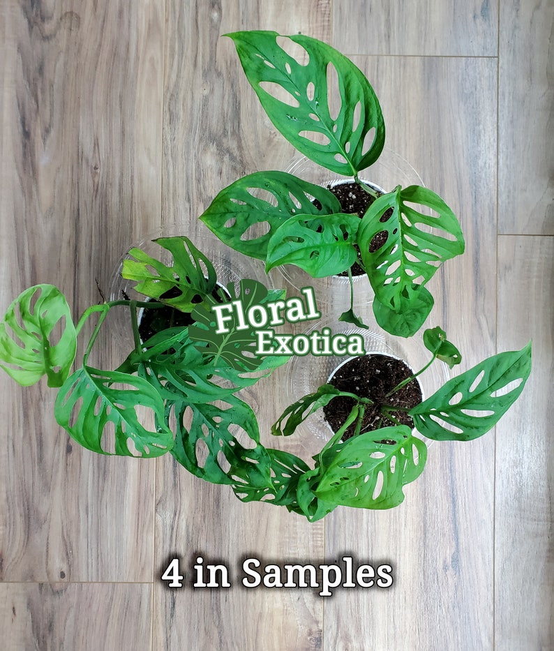 Monstera Adansonii 'swiss Cheese' 4 in Pot Fully Etsy