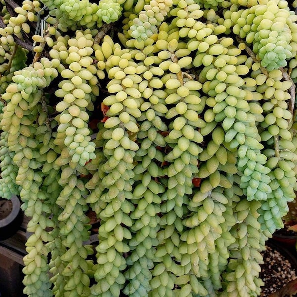 Sedum Morganianum Burro's Tail | Trailing Plant | Hanging Plant | Full Sun Plant | Flowering Sedum | Sedum Burrito | Stonecrop Succulents