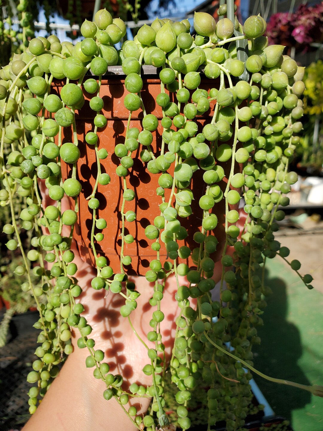 String of Pearlsstring of Thingsstarter Plantparty Etsy