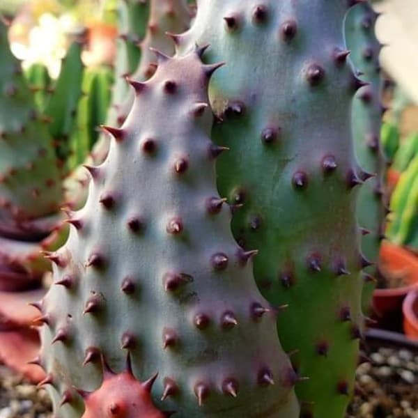 Aloe Marlothii|Colorful Aloe|Easy to Care|Aloe Vera