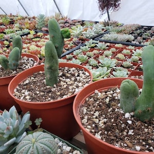 Rare Cactus | Rooted Cactus | Collectors Cactus