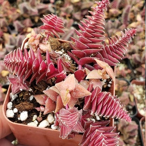 2.5" Crassula Tabularis “Pagoda Village”|Rare Succulent|Colorful Succulents|Fairy Garden|Mini Succulents|Ships in Pot|Free Shipping|Red