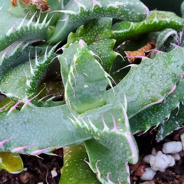 Faucaria Tuberculosa Aloe Tiger Tooth | Tiger Jaw Shark