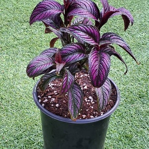 1 Gal. Persian Shield | Strobilanthes Dyerianus | Purple Plant