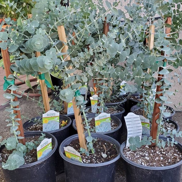 Live Eucalyptus Plant Etsy