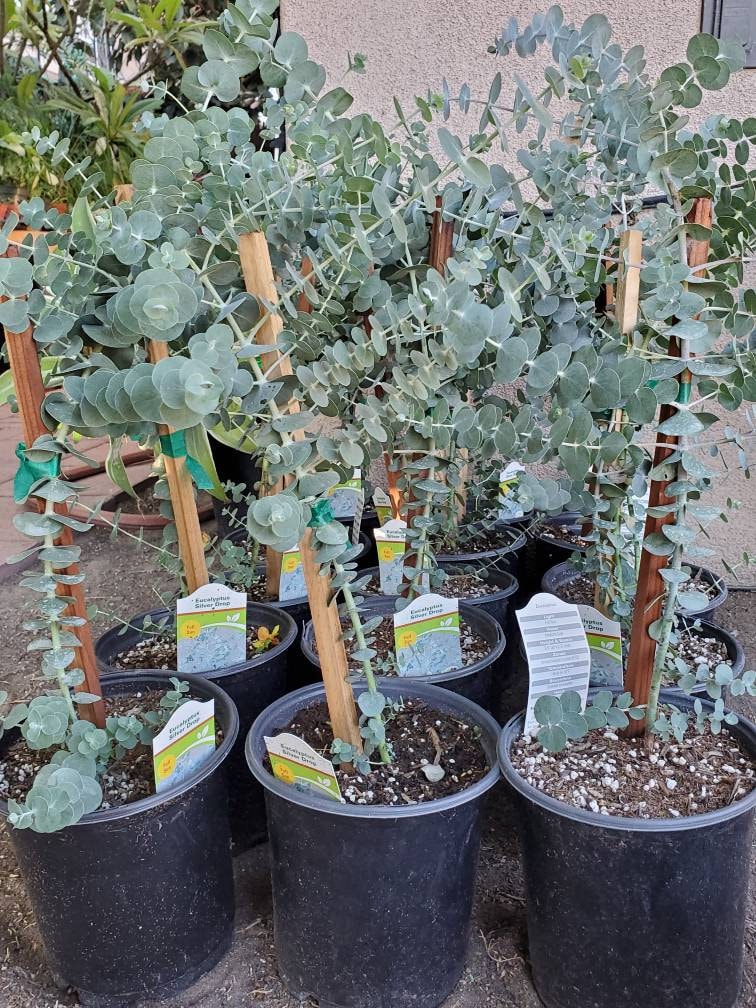 Eucalyptus Plant - Etsy