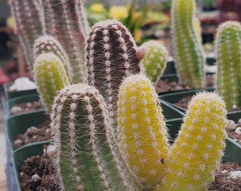 Variegated Peanut Cactus With Babies | Echinopsis Chamaecereus | Live Cactus