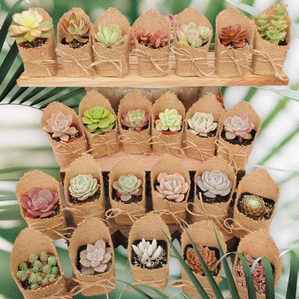 Succulent Party Favors in Burlap | Party Favors | Succulent Theme Party Favors | Baby Shower Favors | Wedding Favors | Quinceanera Favors