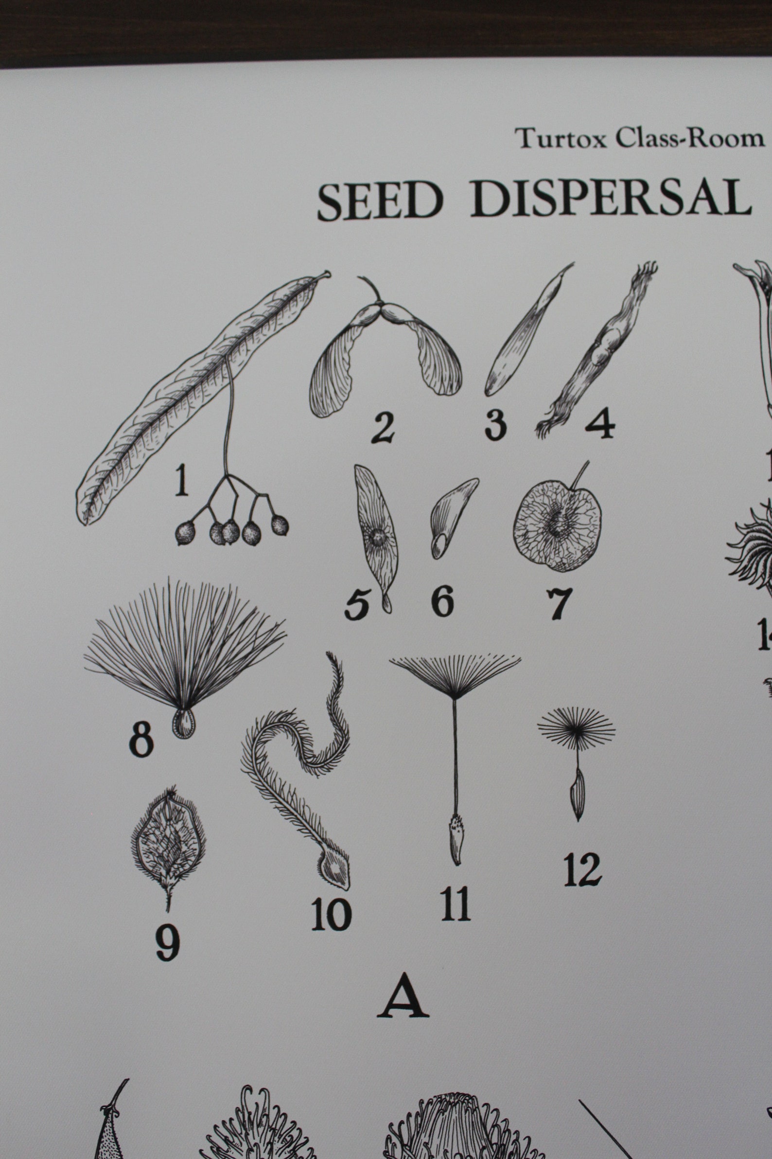 Seed Dispersal Methods Classroom Chart Etsy Australia