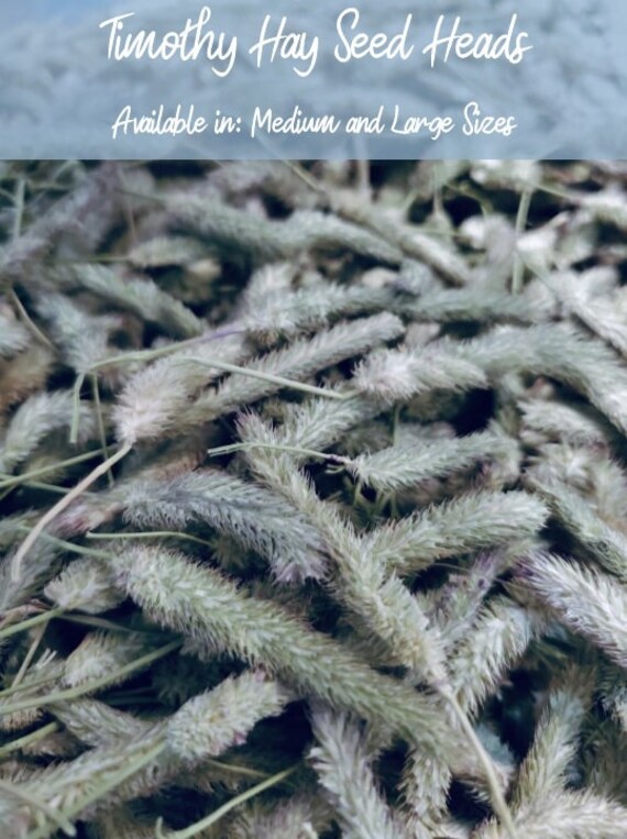 Timothy Hay Seed Heads Small Animal Treat Great Gift for Etsy