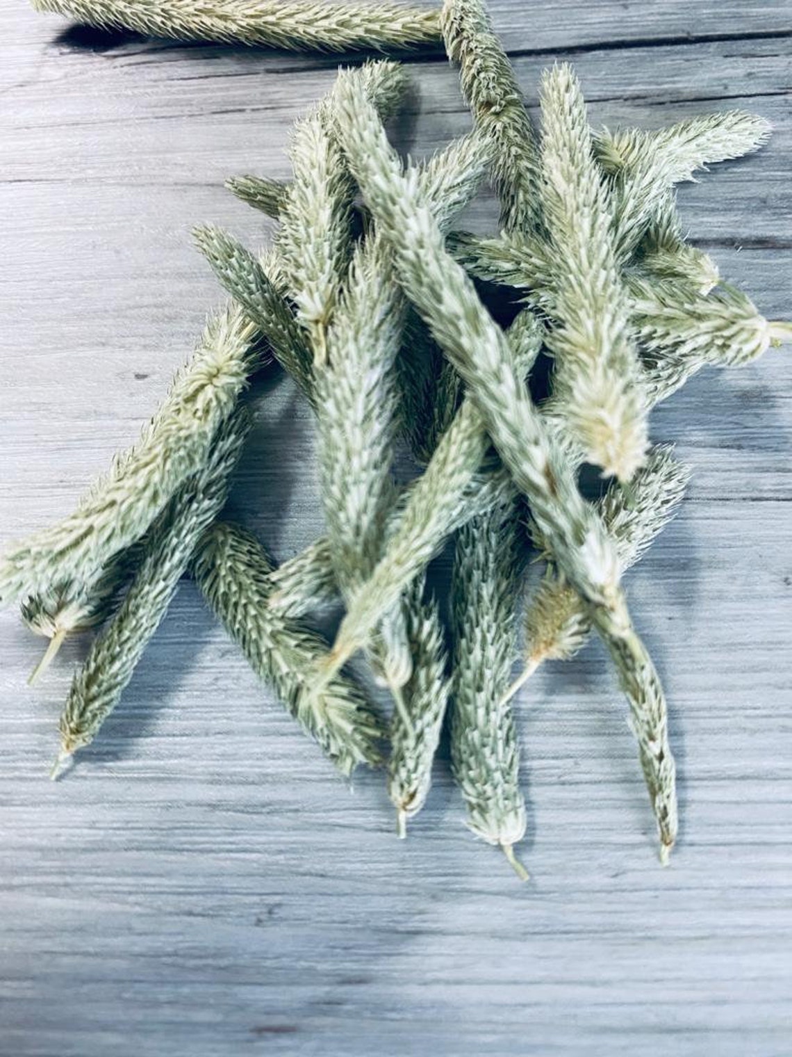 Timothy Hay Seed Heads Small Animal Treat great gift for Etsy