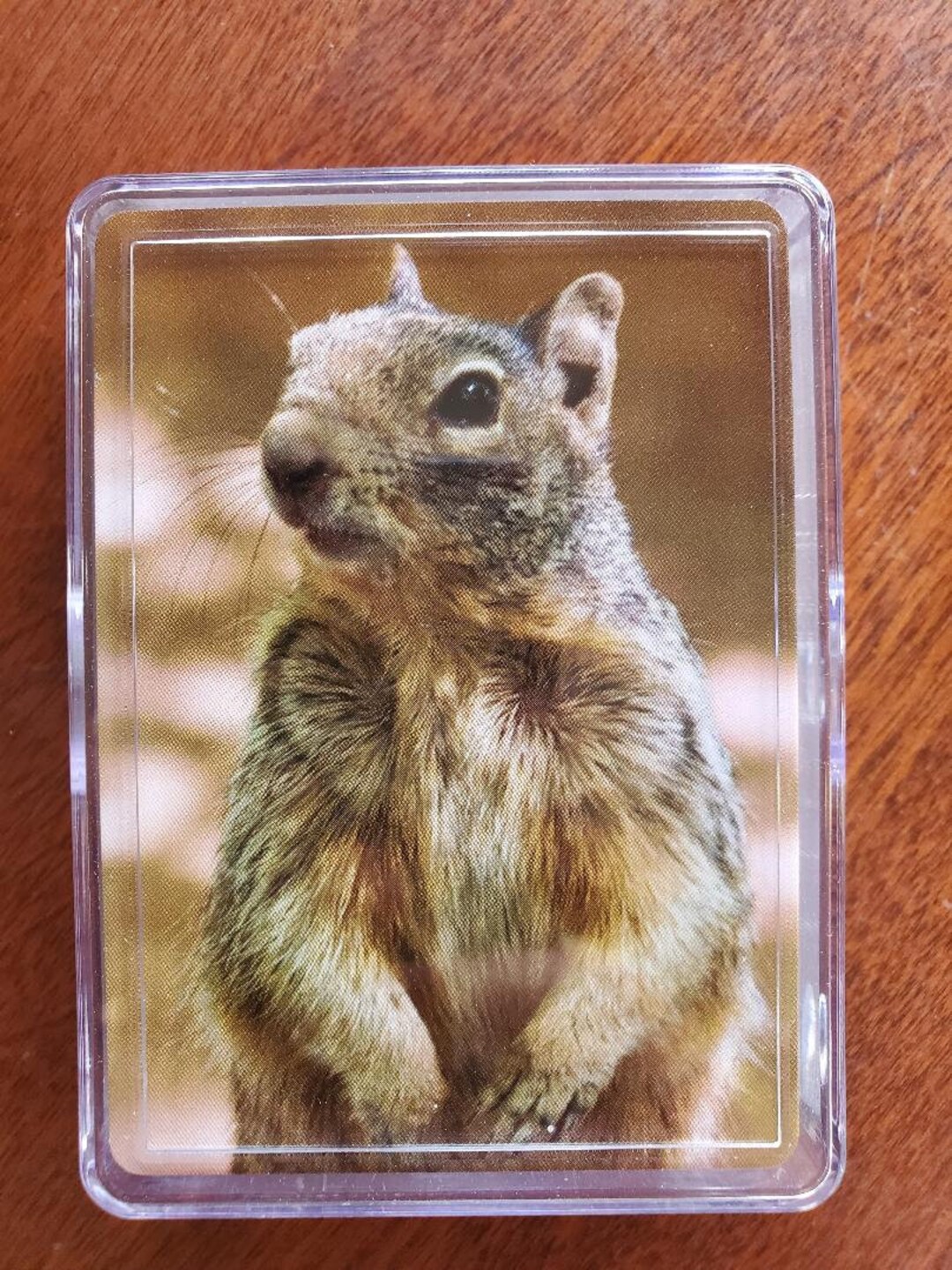 Squirrel Playing Cards, Deck of Cards, Standard Deck, Squirrels ...