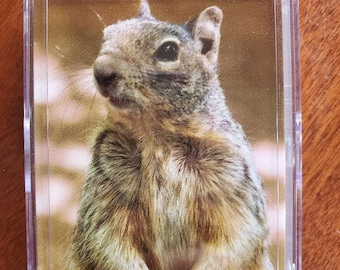 Squirrel playing cards, Deck of Cards, standard deck, squirrels, squirrel collector, Nutsy cards, Nertz cards