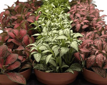 Fittonia/plante nerveuse en gros en gros • Plantes d'atelier colorées pour terrarium fermé • 6, 12, 18 ou 24 plantes d'intérieur • Pot de 8 cm