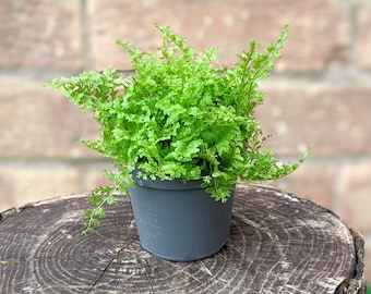 Nephrolepis Fluffy Ruffles • Petite fougère • Pot de 6 cm • Plante de terrarium fermé