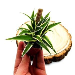 May include: A small potted plant with green and white striped leaves. The plant is labelled "Bambino" and is being held in a hand.