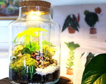Terrario cerrado alto e iluminado para hacer tú mismo • Kit de terrario cerrado para principiantes • Kit de terrario iluminado de colores