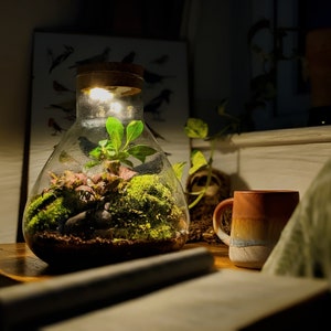 DIY Light Up Large Conical Terrarium Kit • Closed Cork Top Terrarium • Bonsai and Moss Terrarium