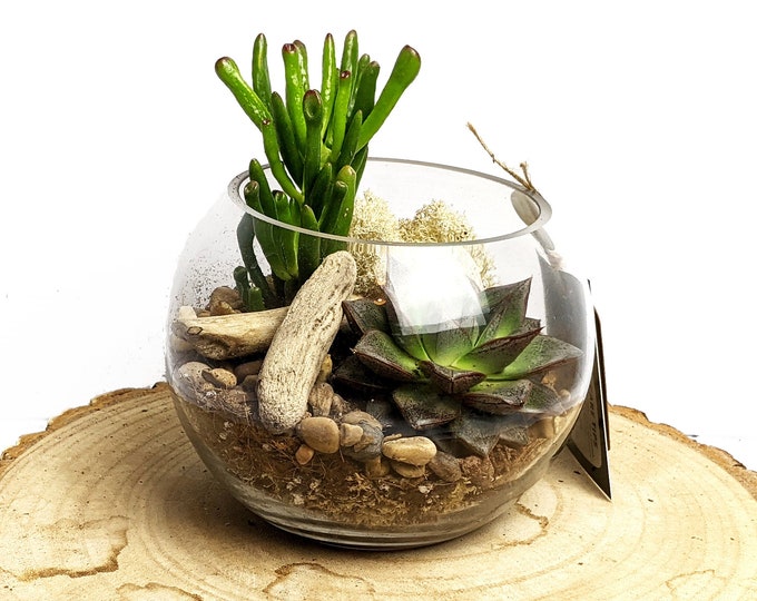 DIY Mini Succulent Fishbowl Terrarium Beginners Open Etsy
