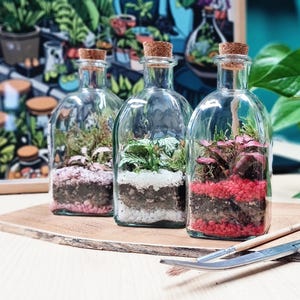 Terrario de botella cerrada DIY • Terrario de botella de vidrio cuadrada y corta • 250 ml • Plantas y vidrio incluidos imagen 1