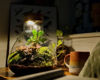 DIY Light Up Large Conical Terrarium Kit • Closed Cork Top Terrarium • Bonsai and Moss Terrarium