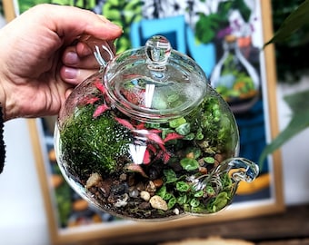 DIY Teapot Terrarium • Mini Forest Fairy Garden • Mossarium • Closed Terrarium Kit