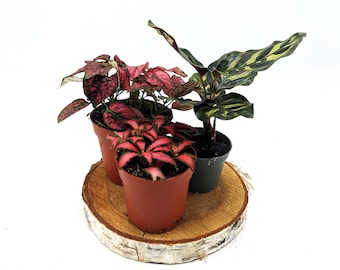 Red Lovers Plant Bundle • Red Polka Dot, Calathea Makoyana, Red Fittonia • Closed Terrarium Bundle