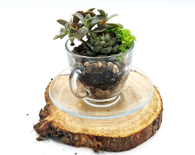 DIY Teacup Terrarium • Open Succulent Arrangement Kit • Fairy Garden • Plants, Glass, Substrate, Tools, Instructions....