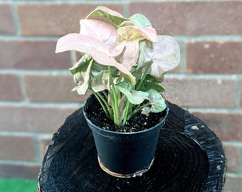 Syngonium Podophyllum • Mini terrario cerrado rosa • Maceta de 5,5 cm