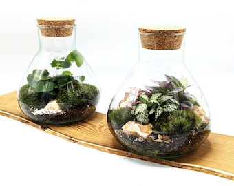 DIY Mini Conical Terrarium Kit • Colourful or Fern Closed Terrarium Kit • Closed Cork Top Terrarium