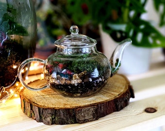 DIY Mini Teapot Terrarium • Small Forest Fairy Garden • Mossarium • Closed Terrarium Kit