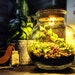 see more listings in the DIY Terrariums section